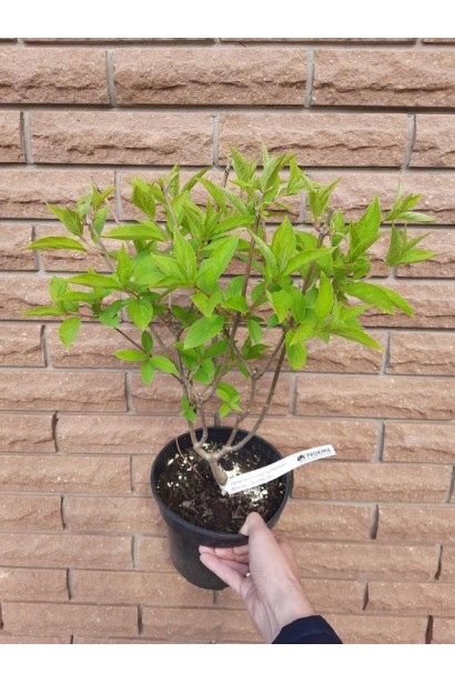 Гортензія волотиста Фантом - 3л/вис.35-50см/Ø30-40см